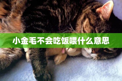 小金毛不會吃飯喂什么意思