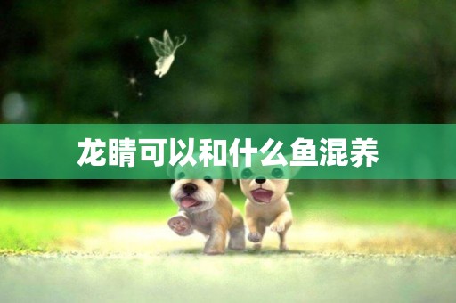龍睛可以和什么魚混養