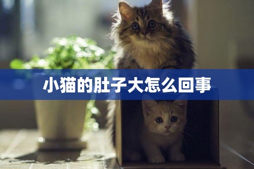 小貓的肚子大怎么回事