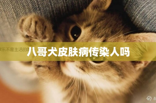 八哥犬皮膚病傳染人嗎