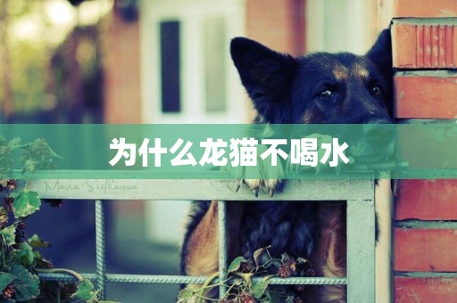 為什么龍貓不喝水