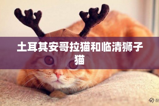 土耳其安哥拉貓和臨清獅子貓