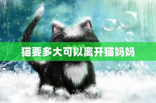 貓要多大可以離開貓媽媽