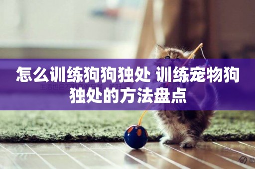 怎么訓練狗狗獨處 訓練寵物狗獨處的方法盤點