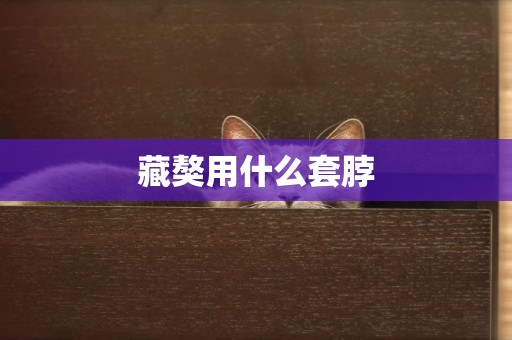 藏獒用什么套脖