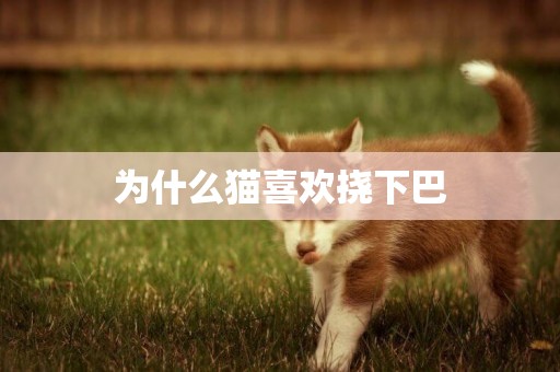 為什么貓喜歡撓下巴
