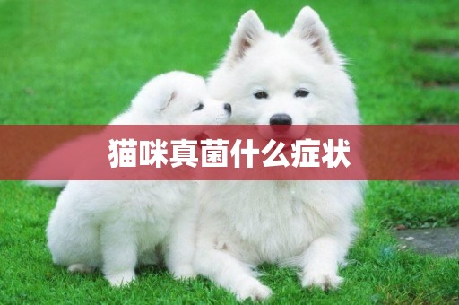 貓咪真菌什么癥狀