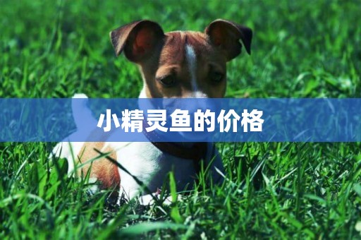 小精靈魚的價格