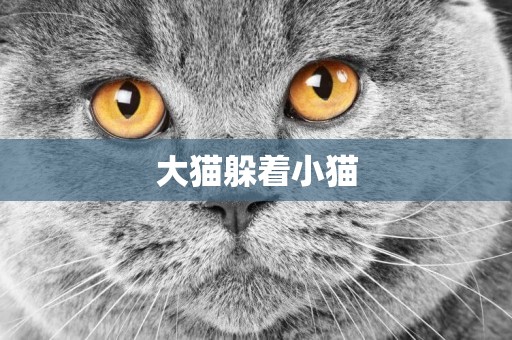 大貓躲著小貓