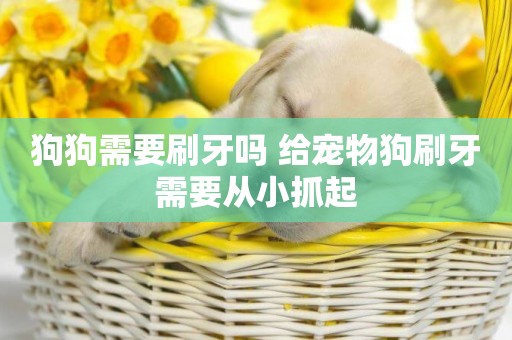 狗狗需要刷牙嗎 給寵物狗刷牙需要從小抓起