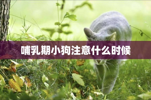 哺乳期小狗注意什么時候