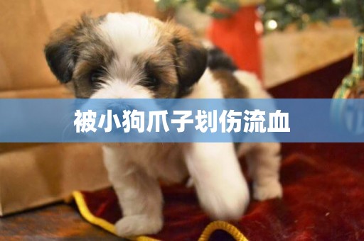 被小狗爪子劃傷流血