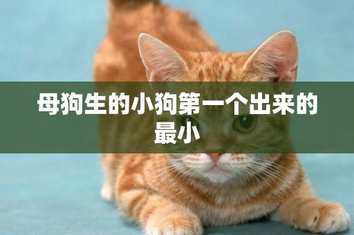 母狗生的小狗第一個出來的最小