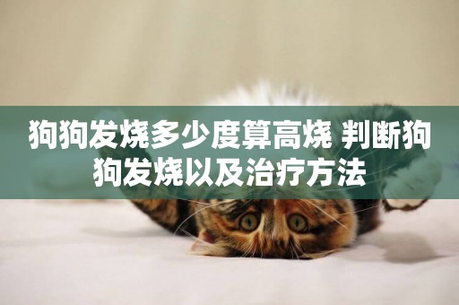 狗狗發燒多少度算高燒 判斷狗狗發燒以及治療方法