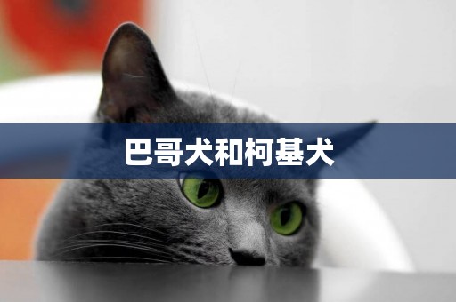 巴哥犬和柯基犬