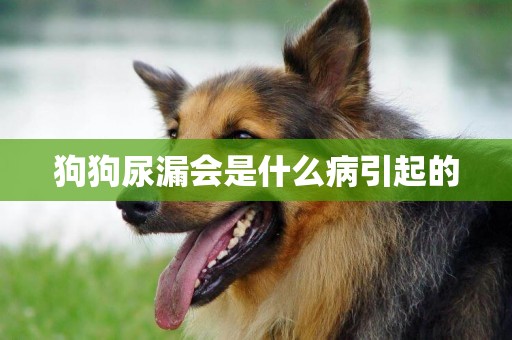 狗狗尿漏會是什么病引起的