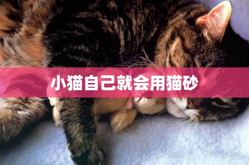 小貓自己就會用貓砂