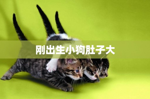 剛出生小狗肚子大