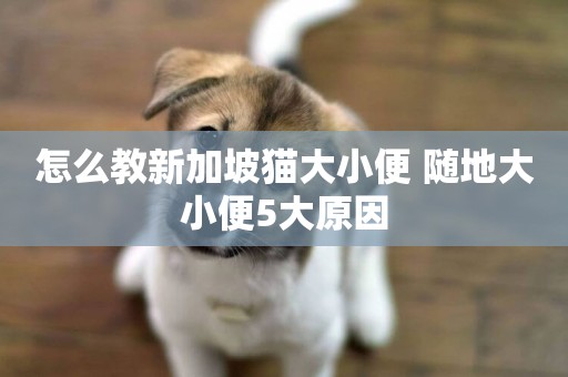 怎么教新加坡貓大小便 隨地大小便5大原因