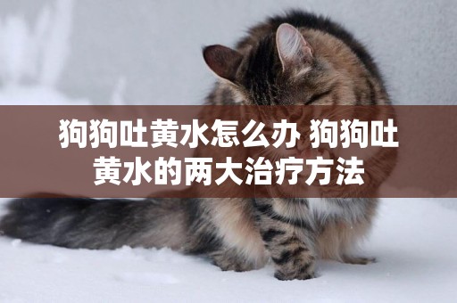 狗狗吐黃水怎么辦 狗狗吐黃水的兩大治療方法