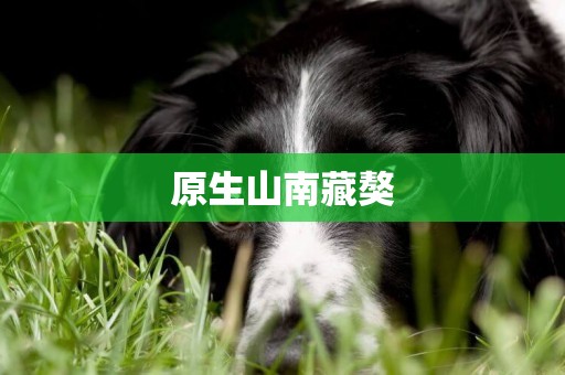 原生山南藏獒