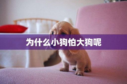 為什么小狗怕大狗呢