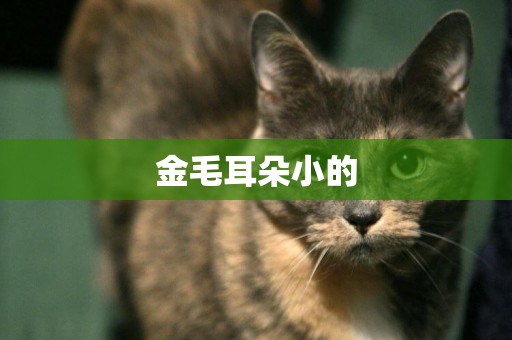 金毛耳朵小的