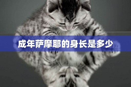 成年薩摩耶的身長是多少