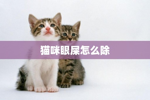 貓咪眼屎怎么除