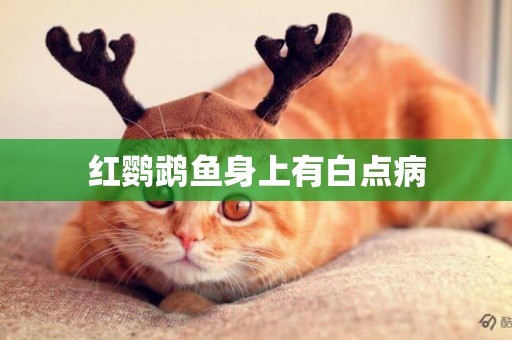 紅鸚鵡魚身上有白點病