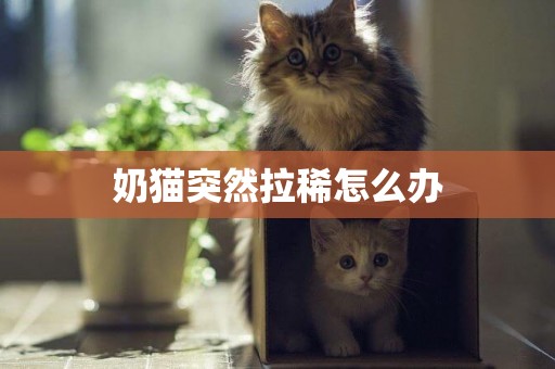 奶貓突然拉稀怎么辦