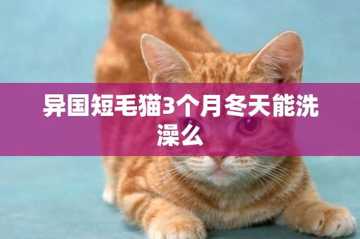 異國短毛貓3個月冬天能洗澡么