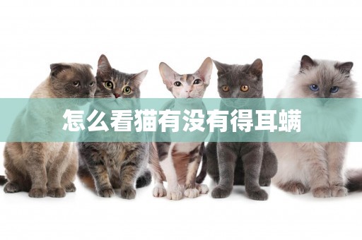 怎么看貓有沒有得耳螨