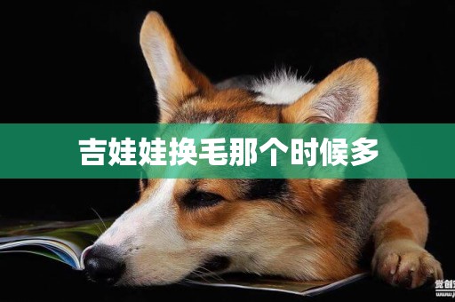 吉娃娃換毛那個時候多