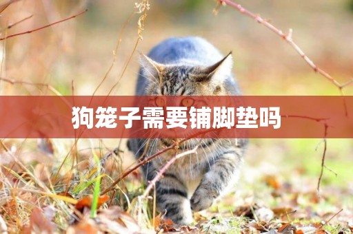 狗籠子需要鋪腳墊嗎