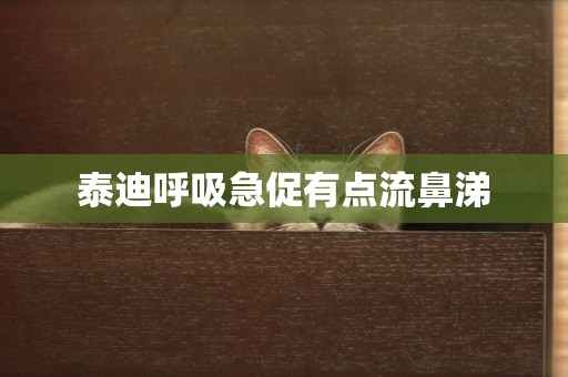 泰迪呼吸急促有點流鼻涕