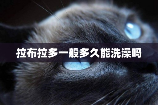 拉布拉多一般多久能洗澡嗎