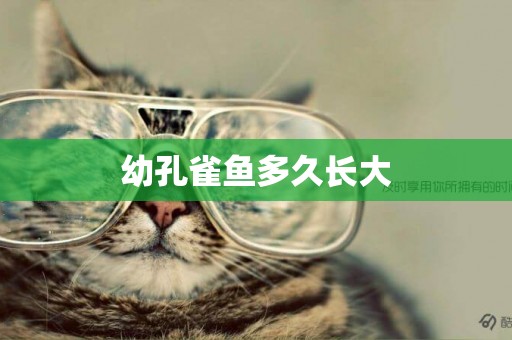 幼孔雀魚多久長大
