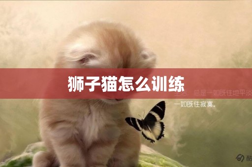 獅子貓怎么訓練