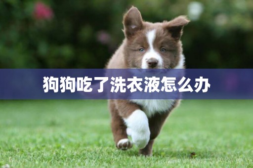 狗狗吃了洗衣液怎么辦