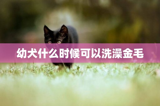 幼犬什么時候可以洗澡金毛