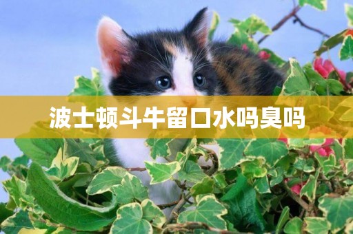 波士頓斗牛留口水嗎臭嗎