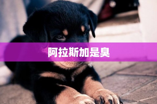 阿拉斯加是臭