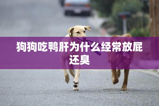 狗狗吃鴨肝為什么經常放屁還臭