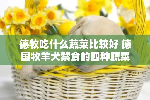 德牧吃什么蔬菜比較好 德國牧羊犬禁食的四種蔬菜