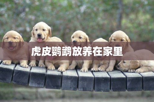 虎皮鸚鵡放養在家里