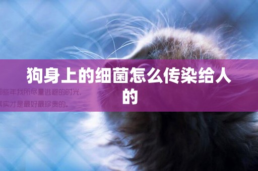狗身上的細菌怎么傳染給人的