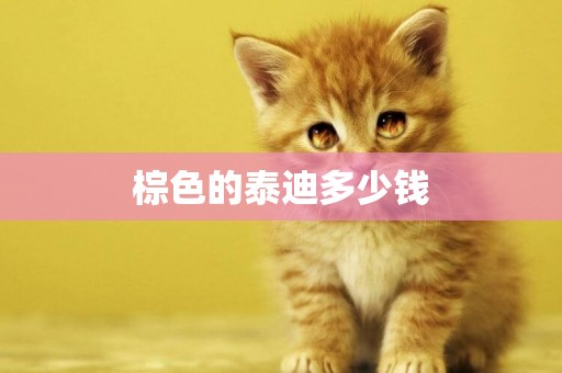 棕色的泰迪多少錢