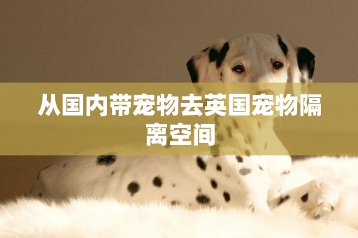 從國內帶寵物去英國寵物隔離空間