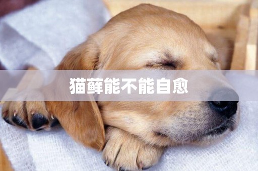 貓蘚能不能自愈